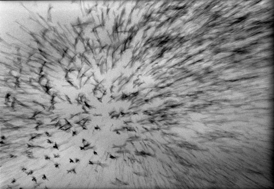 Australia, RedHead, 2005Racing pigeons liberated for the start of the race from Greenwell Point.Australie, RedHead, 2005Les pigeons de course sont libÈrÈs pour le dÈpart de la course.Steven Siewert / Agence VU