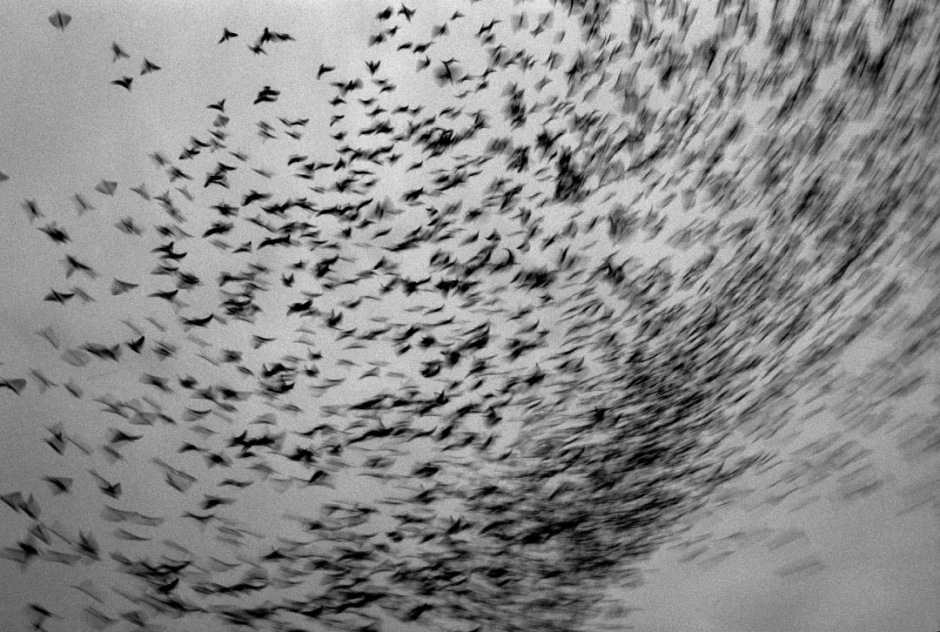 Australia, RedHead, 2005Racing pigeons liberated for the start of the race from Greenwell Point.Australie, RedHead, 2005Les pigeons de course sont libÈrÈs pour le dÈpart de la course.Steven Siewert / Agence VU