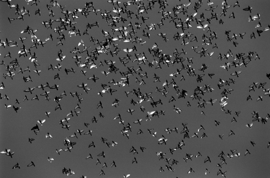 Australia, RedHead, 2005Racing pigeons take to the sky after the liberation at the start of the race.Australie, RedHead, 2005Les pigeons de course volent dans le ciel aprËs le dÈpart de la course.Steven Siewert / Agence VU