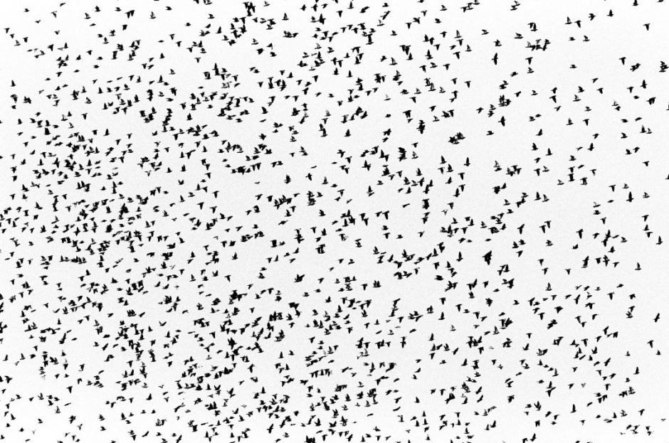 Australia, RedHead, 2005Racing pigeons take to the sky after the liberation at the start of the race.Australie, RedHead, 2005Les pigeons de course volent dans le ciel aprËs le dÈpart de la course.Steven Siewert / Agence VU