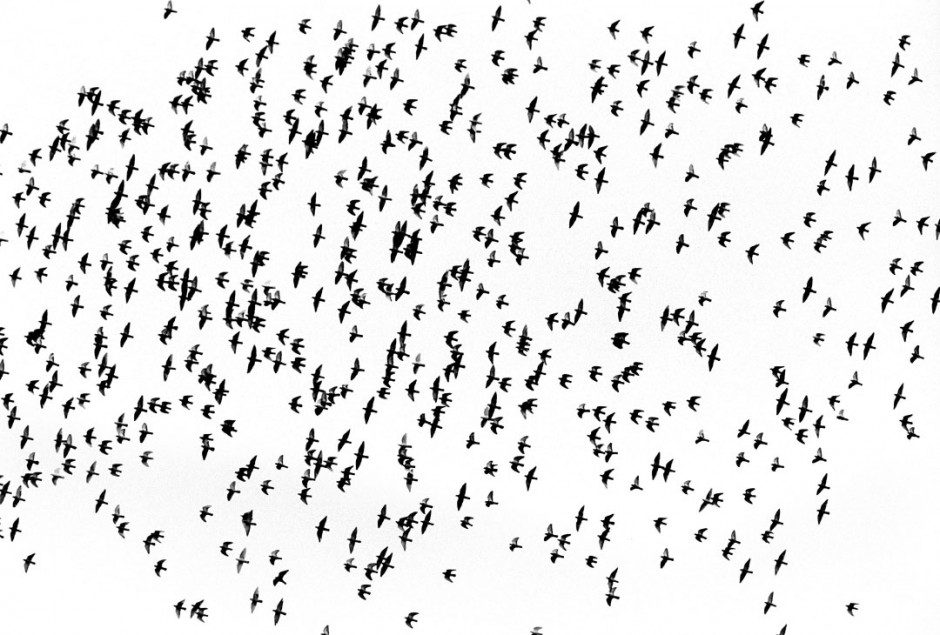 Australia, RedHead, 2005Racing pigeons take to the sky after the liberation at the start of the race.Australie, RedHead, 2005Les pigeons de course volent dans le ciel aprËs le dÈpart de la course.Steven Siewert / Agence VU