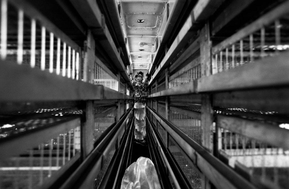 Australia, Mollymook, 2005Liberator checking the baskets for any remaining birds after the start of the race.Australie, Mollymook, 2005Les libÈrateurs vÈrifient les paniers au cas o˘ il resterait quelque pigeon aprËs le dÈpart de la course.Steven Siewert / Agence VU