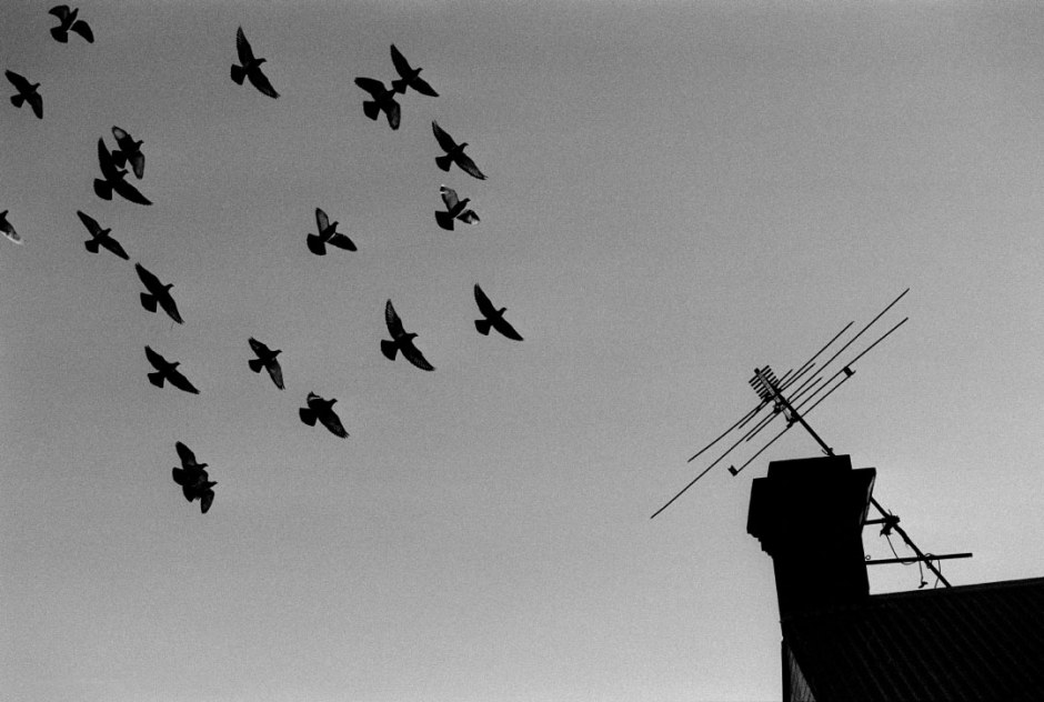Australia, Sydney, 2006Racing pigeons take to the sky for training over their owners inner city house.Australie, Sydney, 2006Les pigeons de course s'envolent pour un entrainement au dessus des maisons de leurs Èleveurs.Steven Siewert / Agence VU
