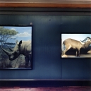 Safari, 2005