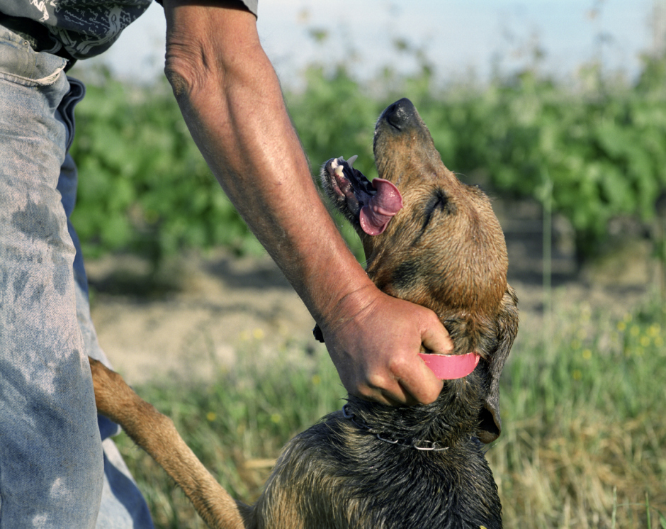 France, Bordeaux region, 2005Jackie, Responsable d'Exploitation at the Ch‚teau de Farges with one of his Griffon hunting dogs infront of the vinyards.France,  Le Bordelais, 2005Jackie, le responsable d'exploitation du Ch‚teau de Fargues, avec un de ses quatre Griffons de chasse devant les vignes Sauvignon Blanc de la propriÈtÈ.Rip Hopkins / Agence VU