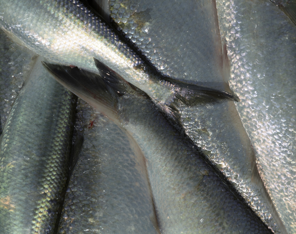 France, Bordeaux region, 2005Aloze fish on AndrÈ and Jean-Luc Beaucaillou's fishing boat on the Garonne river, near the town of Langon, at high tide in the early morning.France,  Le Bordelais, 2005Poissons d'aloze sur le bateau de pÍche d'AndrÈ et de Jean-Luc Beaucaillou sur la Garonne au-dessus de la ville de Langon. Une fois par an, pendant les mois de mai et de juin, les poissons d'aloze remontent la Garonne de la mer pour pondre leurs oeufs et mourir. Elles sont pÍchÈ au filet ‡ la marÈe haute, tÙt le matin.Rip Hopkins / Agence VU
