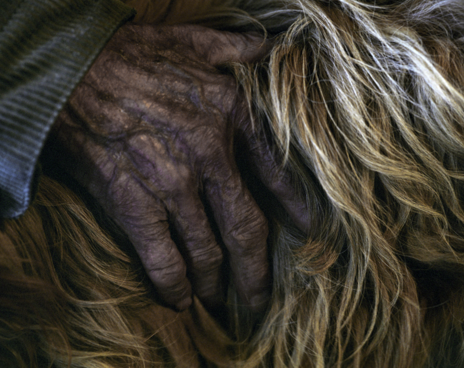 France, Bordeaux region, 2005Marceau's 75 year old hand in his mongrel's fur. He is a tapper, profession which no longer exists which entailed bleeding resin from pine trees into clay cups. Before the advent of petrol derived products, pine resin was used to dilute paint products it has since been replaced by white spirit and terebentine oil. He has lived all his life in this house on the Baritault family estate. As he has no children it is the Baritault family who look after him.France,  Le Bordelais, 2005La main de 75 ans de Marceau Bourdesoulle dans la fourrure de sa chienne. Il est gemmeur, une profession qui n'existe plus o˘ il s'agissait de saigner la rÈsine des arbres de pin dans des coupes en terre cuite. Avant l'arrivÈe des produits dÈrivÈs du pÈtrole, la rÈsine de pin servait de diluant pour la peinture ‡ huile ou de constituant principale pour la fabrication de l'huile de tÈrÈbenthine. Marceau a vÈcu toute sa vie sur la propriÈtÈ de la famille Baritault au Ch‚teau de Roquetaillade. Il n'a pas d'enfants et c'est la famille Baritault qui s'occupe de lui.Rip Hopkins / Agence VU