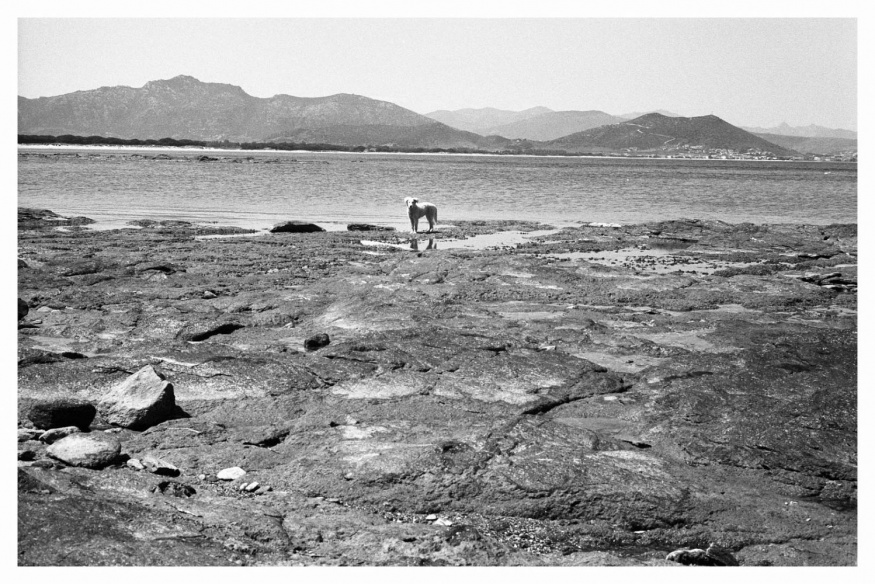 Italy, Sard coasts. April 2007 - Dog at Low Tide.