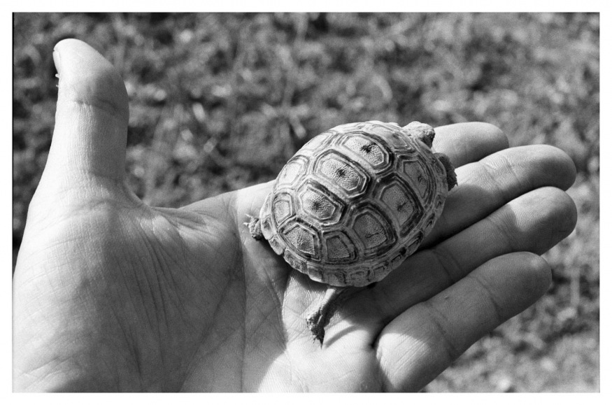 AlgÈria, march 2006 - Small tortoise. Sidi Ben Krama.
