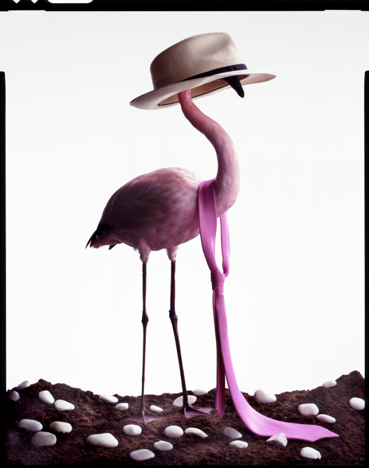 Vues de l'espritOiseau Rare  ©†Quentin Bertoux / Agence VU