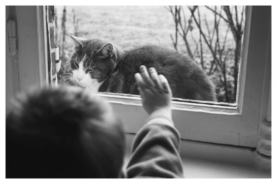 France, Montdidier, December 2007 - The cat.