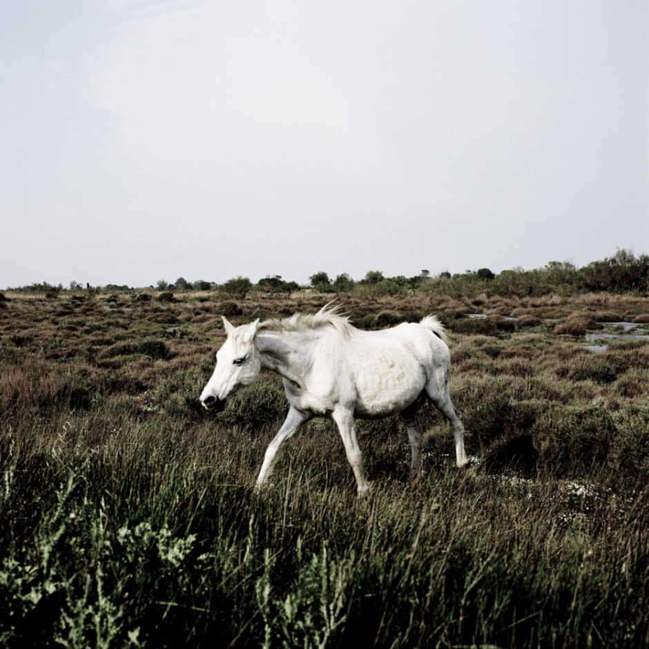 France, Réserve Nationale de Camargue, 2009
