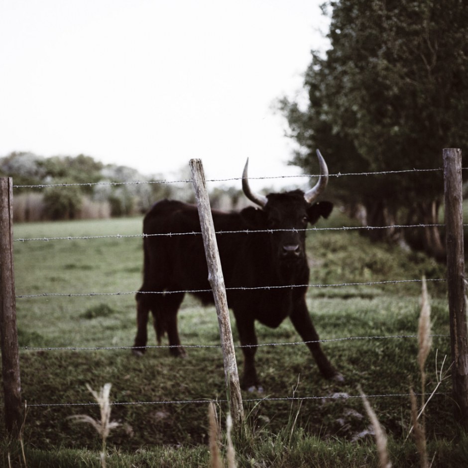 France, 2009 - National park of Camargue.