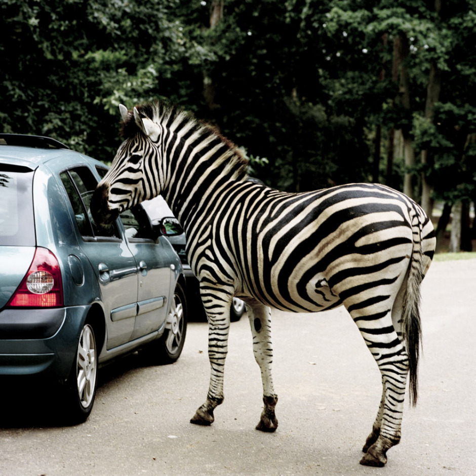 France, Zoo de Thoiry, 2009