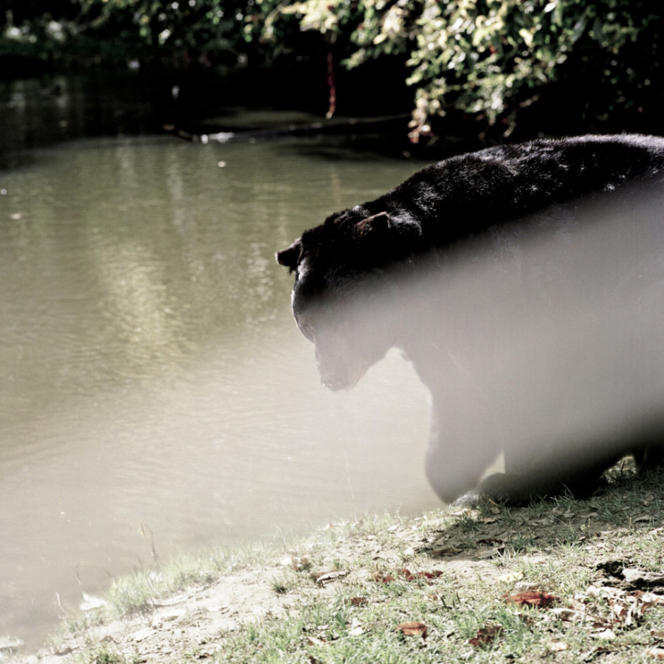 France, Zoo de Thoiry, 2009