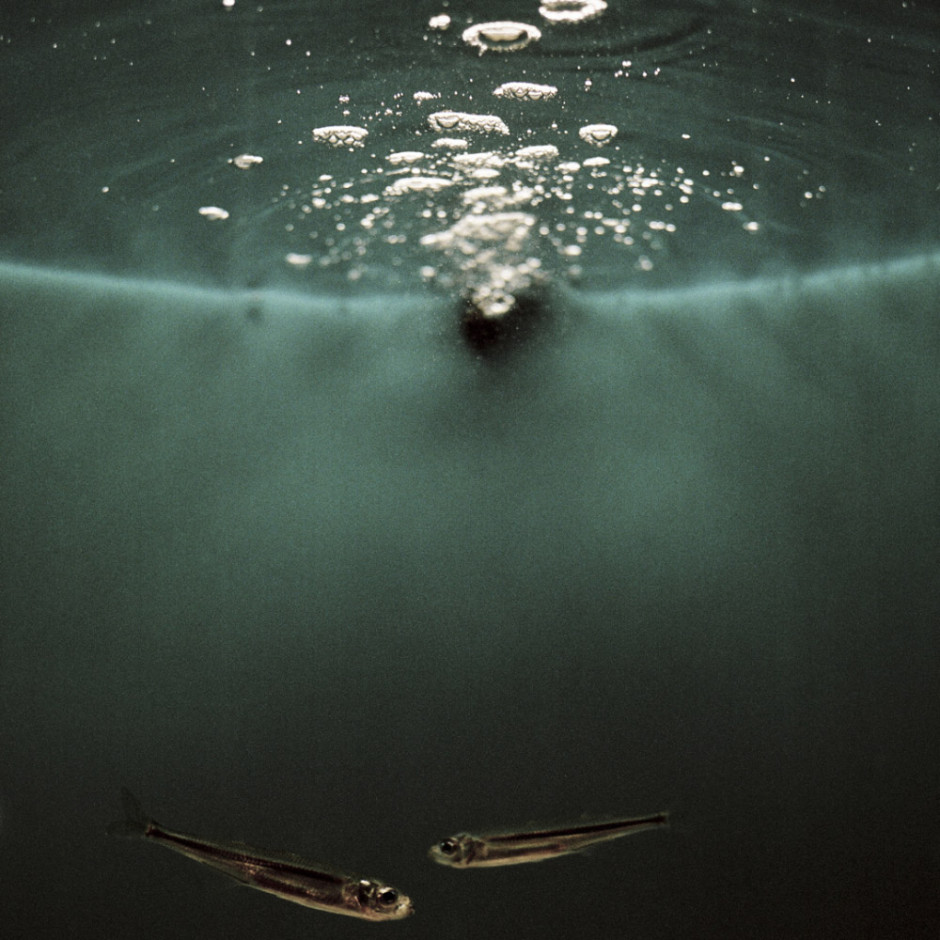 France, Brest, Oceanopolis 2011