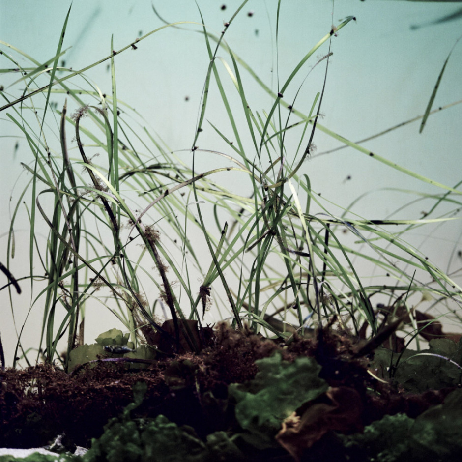 France, Brittany, Brest, 2011 - Oceanopolis.