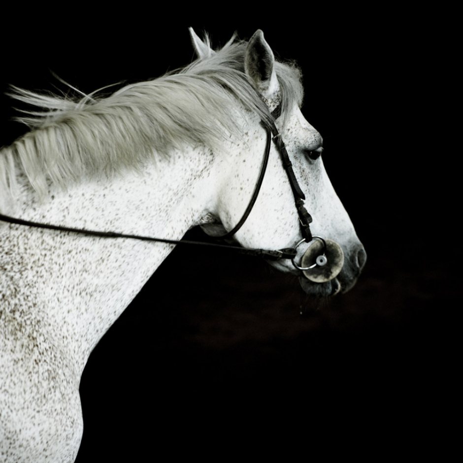 France, Bretagne, Tregastel, 2011