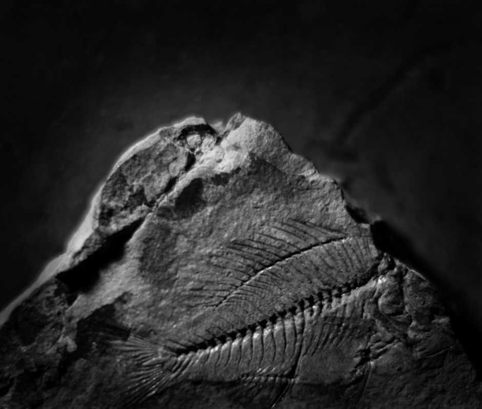 Italy, Siena, 26 October 2009Fiore del Mio Pericolo (Pianissimo Parte Seconda).Accademia dei Fisiocritici. Fossil.Italie, Sienne, 26 octobre 2009Fiore del Mio Pericolo (Pianissimo Parte Seconda).Accademia dei Fisiocritici. Fossile.Martina Bacigalupo / Agence VU