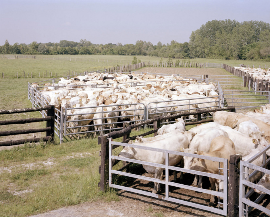 France, Le Gué d'Alleré Charente-Maritime, april 2008 - Opening of the communal marshes.
