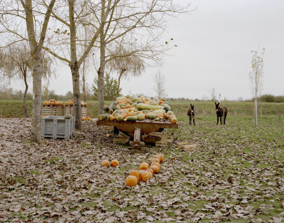 France, Vix, VendÈe, October 2008 - Les melons de Vix.