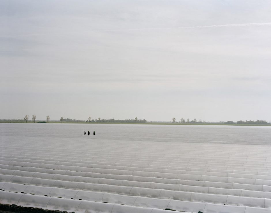 France,  between Vienne and Orange, Ste Radegonde des Noyers, Vendée, april 2009 - Melon growing.