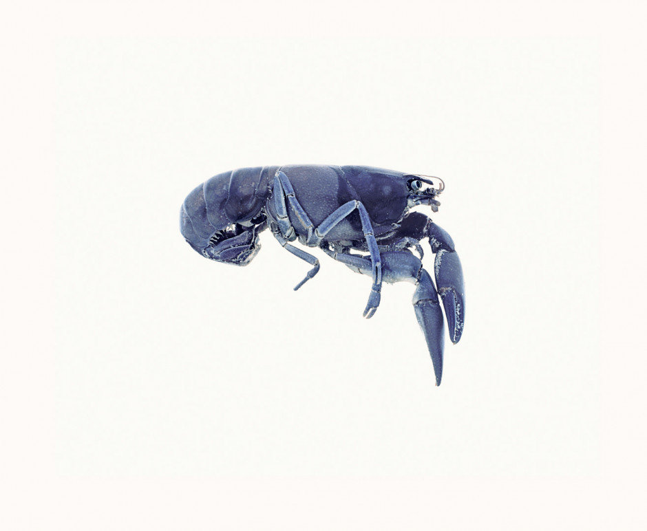 Australia, Adelaide, 2009From the series 'The Summer of Us'.Blue Crayfish.Australie, Adelaide, 2009Issu de la sÈrie "The Summer of Us".Ecrevisse bleu.© Narelle Autio / Agence VU