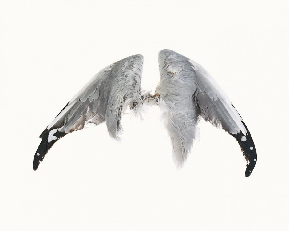 Australia, Adelaide, 2009From the series 'The Summer of Us'.Grey Wings.Australie, Adelaide, 2009Issu de la sÈrie "The Summer of Us".Ailes grises.© Narelle Autio / Agence VU