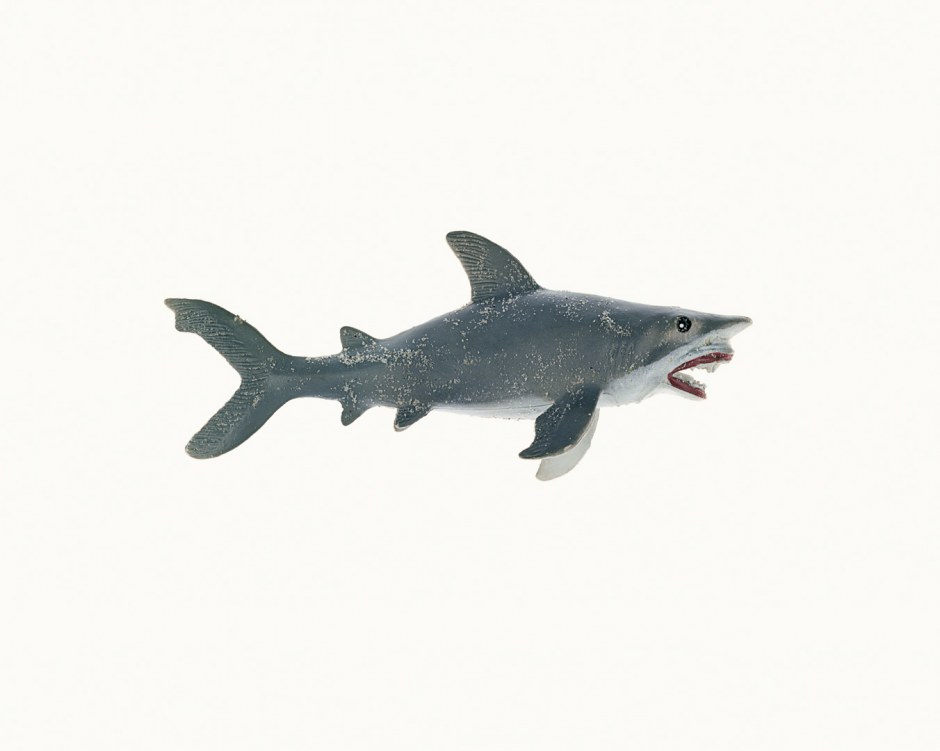 Australia, Adelaide, 2009From the series 'The Summer of Us'.Great White Shark.Australie, Adelaide, 2009Issu de la sÈrie "The Summer of Us".Grand requin blanc.© Narelle Autio / Agence VU