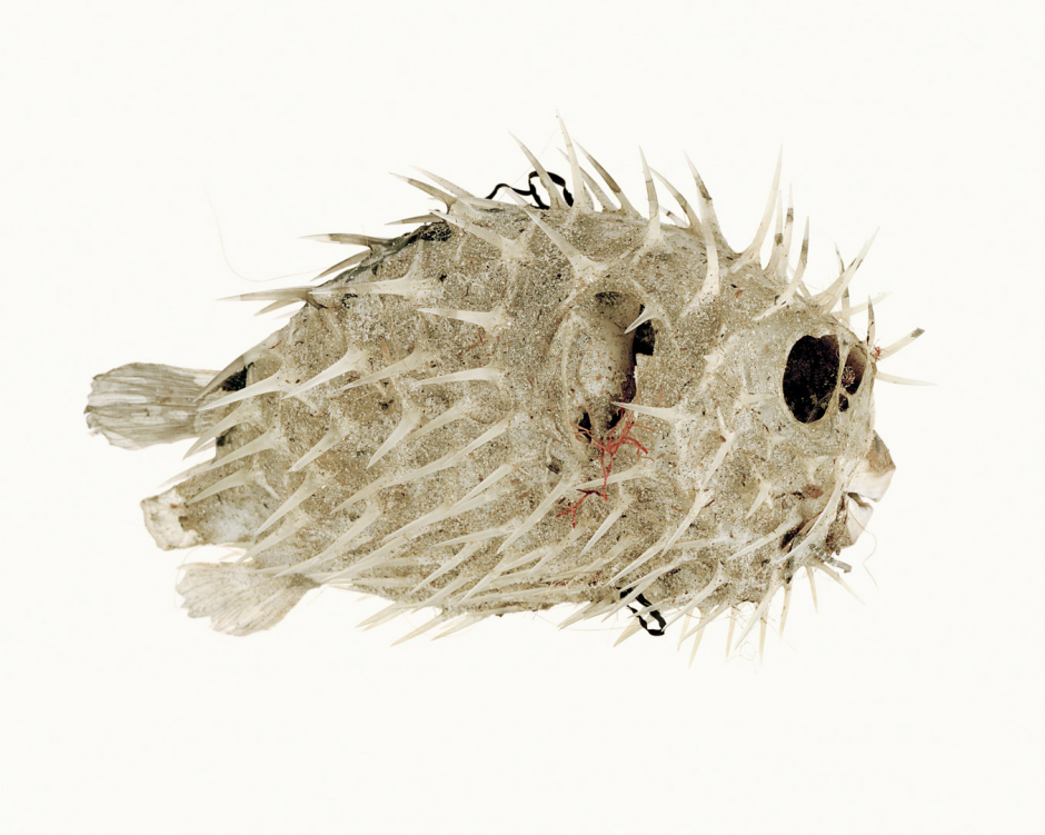 Australia, Adelaide, 2009From the series 'The Summer of Us'.Porcupine Fish.Australie, Adelaide, 2009Issu de la sÈrie "The Summer of Us".Poisson porc-Èpic.© Narelle Autio / Agence VU