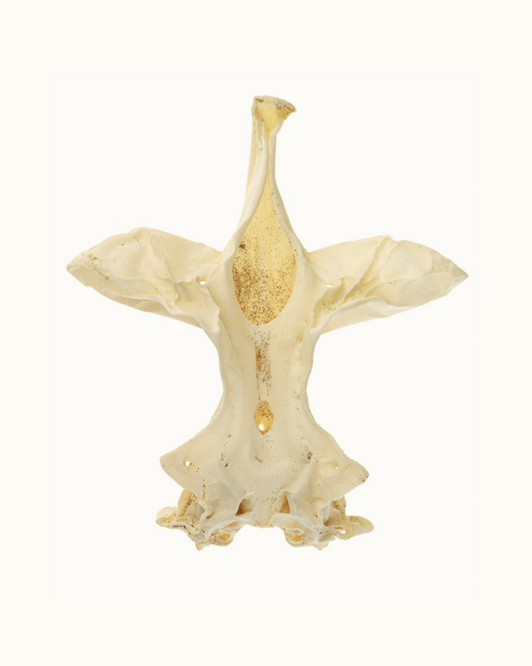 Australia, Adelaide, 2009From the series 'The Summer of Us'.Bone.Australie, Adelaide, 2009Issu de la sÈrie "The Summer of Us".Os.© Narelle Autio / Agence VU