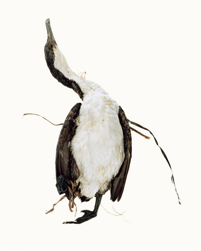 Australia, Adelaide, 2009From the series 'The Summer of Us'.Cormorant.Australie, Adelaide, 2009Issu de la sÈrie "The Summer of Us".Cormoran.© Narelle Autio / Agence VU