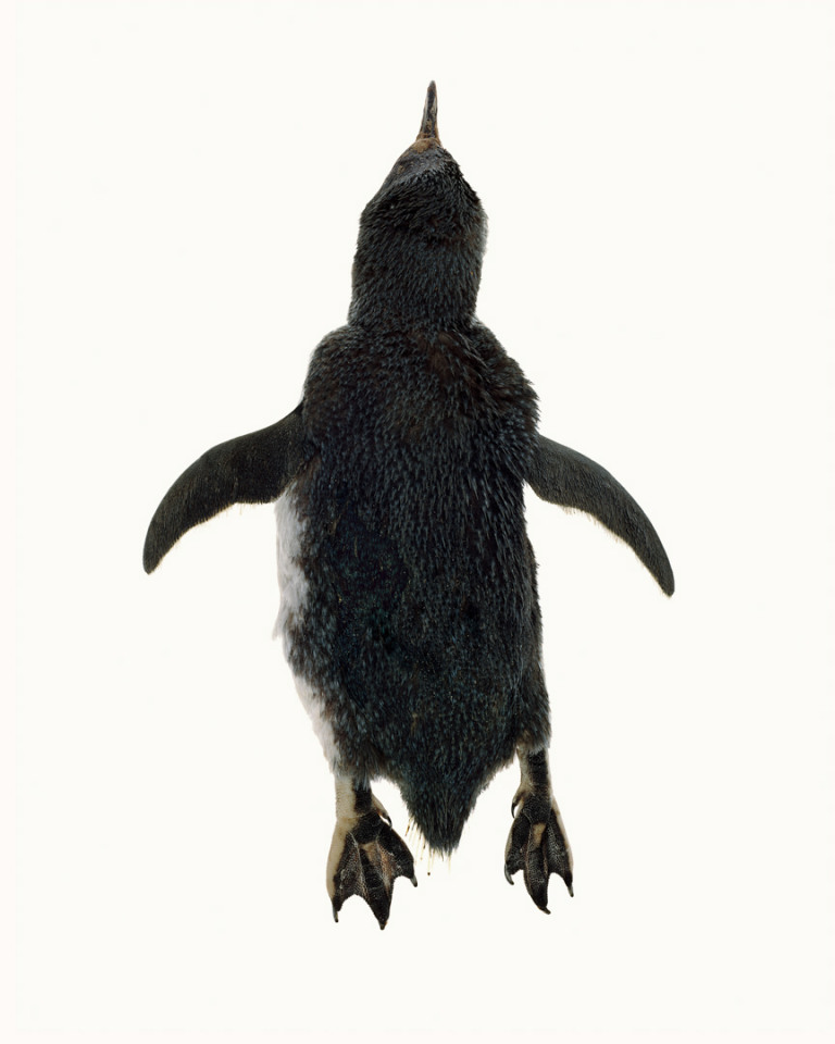 Australia, Adelaide, 2009From the series 'The Summer of Us'.Penguin.Australie, Adelaide, 2009Issu de la sÈrie "The Summer of Us".Pingouin.© Narelle Autio / Agence VU