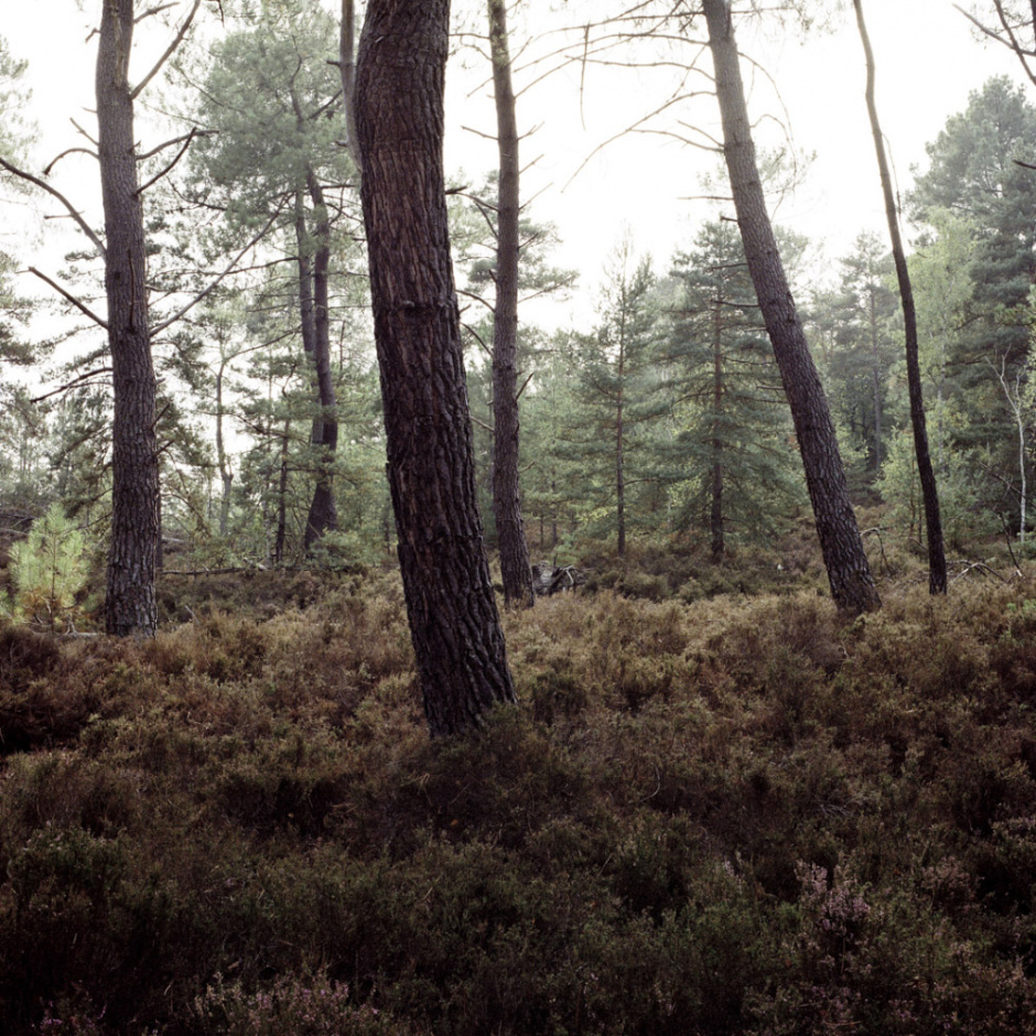 France, Fontainebleau Forest, September 2009