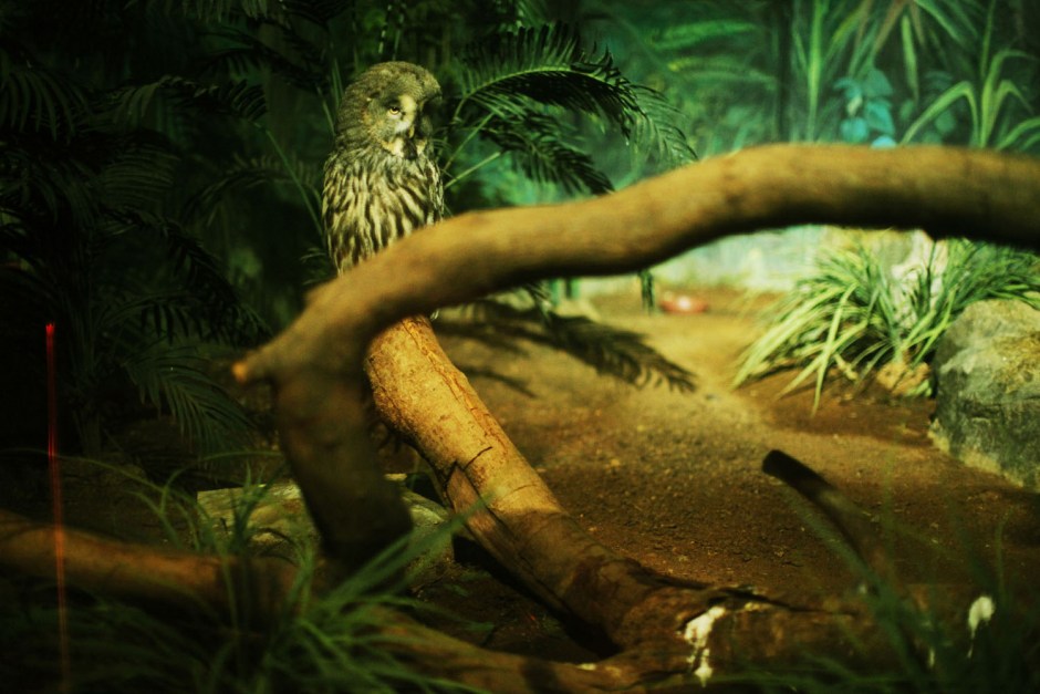 Singapore, 23 November 2010
The national birds park of Singapore.

Singapour, 23 novembre 2010
Le parc au oiseau de Singapour.

Aniu / Agence VU