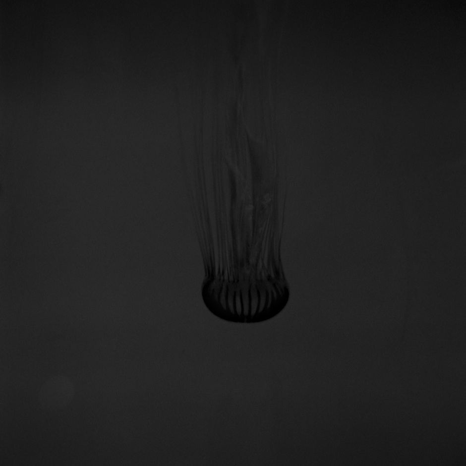 France, Banyuls, 2012From the series Atlas.France, Banyuls, 2012Issu de la sÈrie Atlas.Israel AriÒo / Agence VU