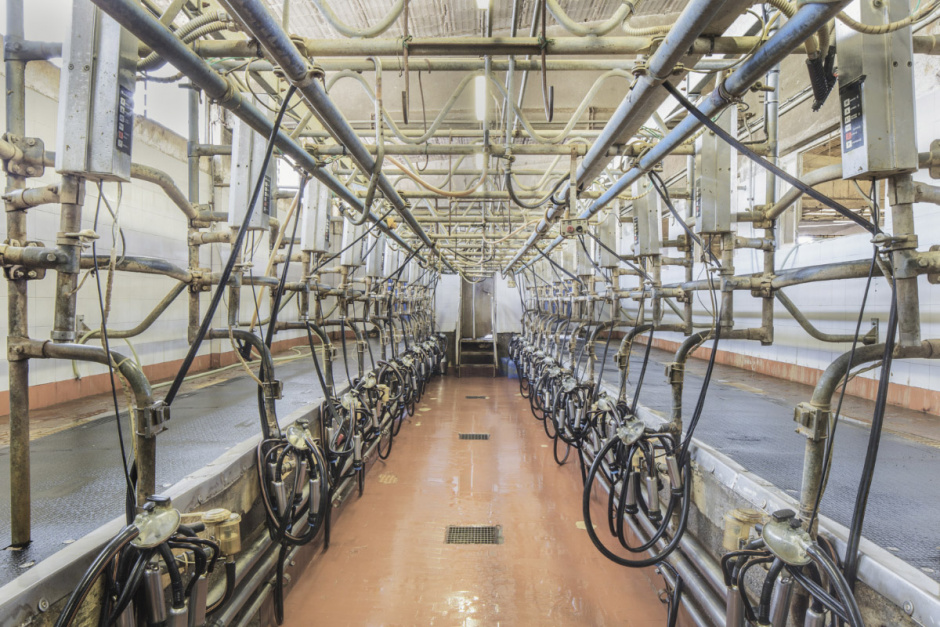 Italy, Brescia, September 9th 2014Ambrosi Company. Casale Valbona. Milking area.Italie, Brescia, 9 septembre 2014Entreprise Ambrosi. Casale Valbona. Zone de traite.Massimo Siragusa / Agence VU