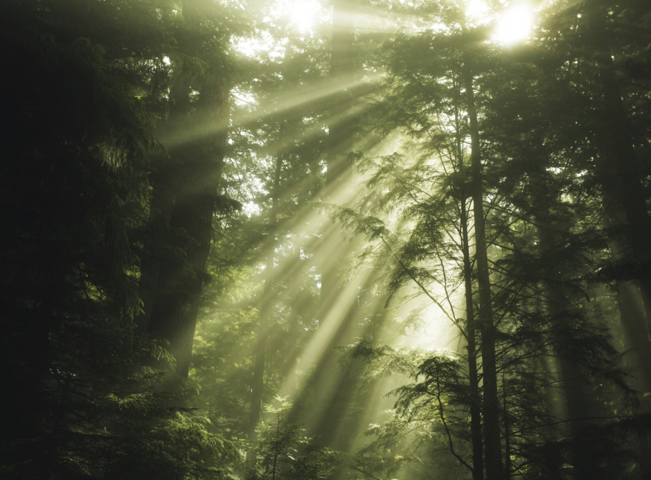 USA, 2013Redwoods.USA, 2013Redwoods.Kyle Thompson / Agence VU