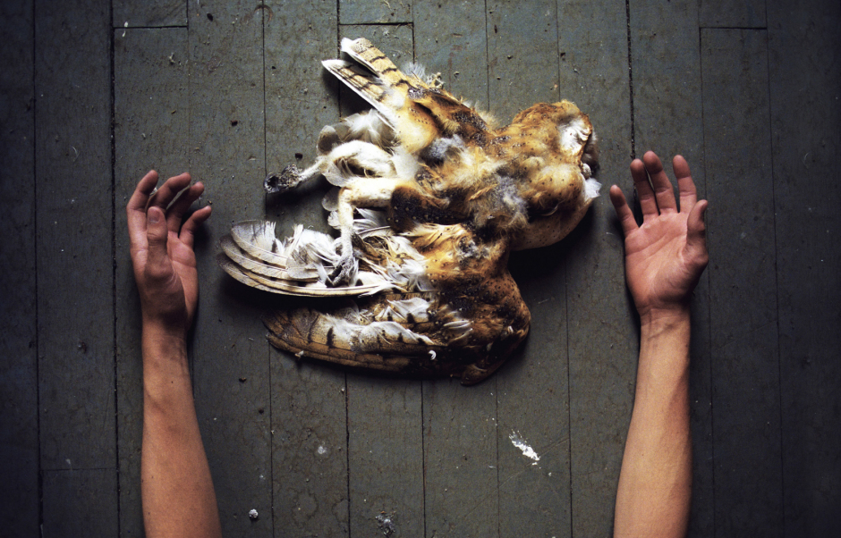 USA, 2012Owl in attic.USA, 2012Hibou dans le grenier.Kyle Thompson / Agence VU