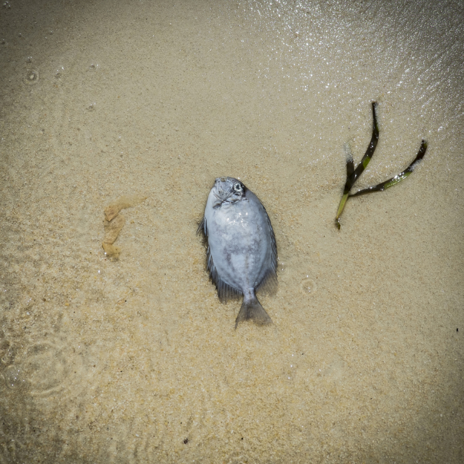 Vietnam, Min Chau, 23 April 2015Fish.Vietnam, Min Chau, 23 avril 2015Poisson.Franck Ferville / Agence VU