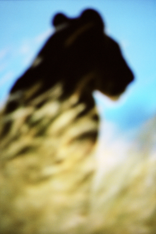 2015From the series "Supernature". 2015Issue de la sÈrie "Supernature". FranÁois Fontaine / Agence VU