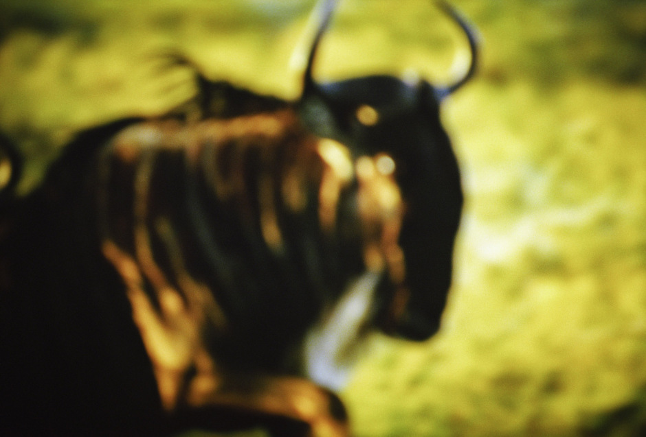 2015From the series "Supernature". 2015Issue de la sÈrie "Supernature". FranÁois Fontaine / Agence VU