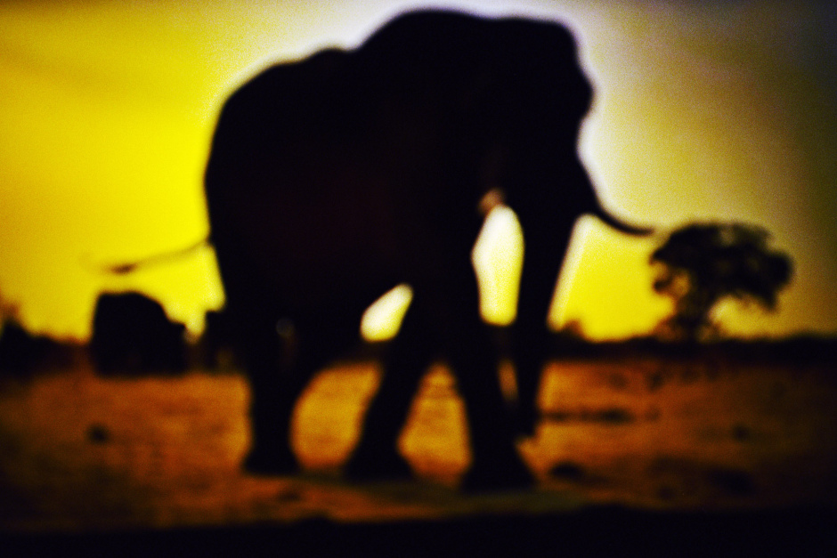 2015From the series "Supernature". 2015Issue de la sÈrie "Supernature". FranÁois Fontaine / Agence VU