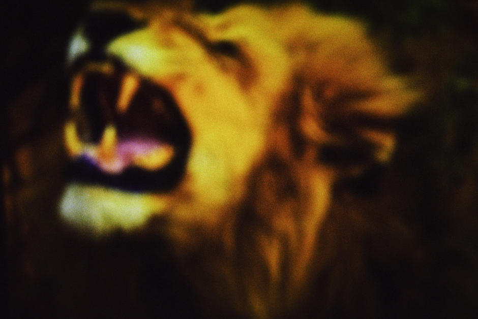 2015From the series "Supernature". 2015Issue de la sÈrie "Supernature". FranÁois Fontaine / Agence VU