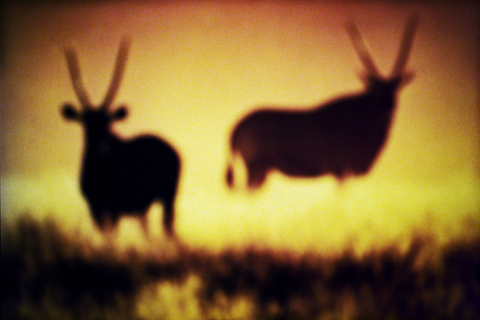 2015From the series "Supernature". 2015Issue de la sÈrie "Supernature". FranÁois Fontaine / Agence VU