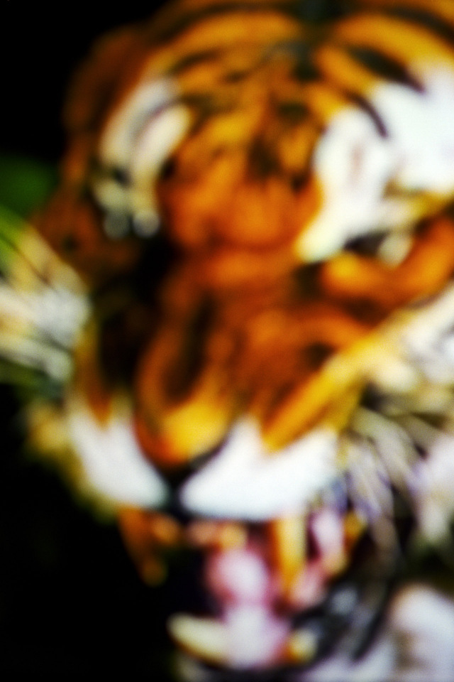 2015From the series "Supernature". 2015Issue de la sÈrie "Supernature". FranÁois Fontaine / Agence VU