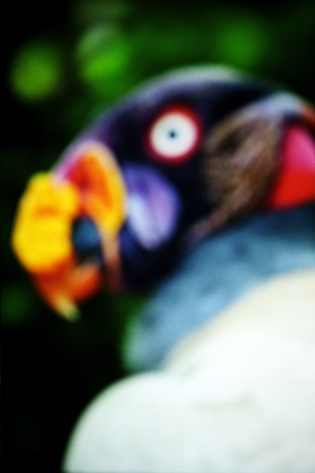 2015From the series "Supernature". 2015Issue de la sÈrie "Supernature". FranÁois Fontaine / Agence VU