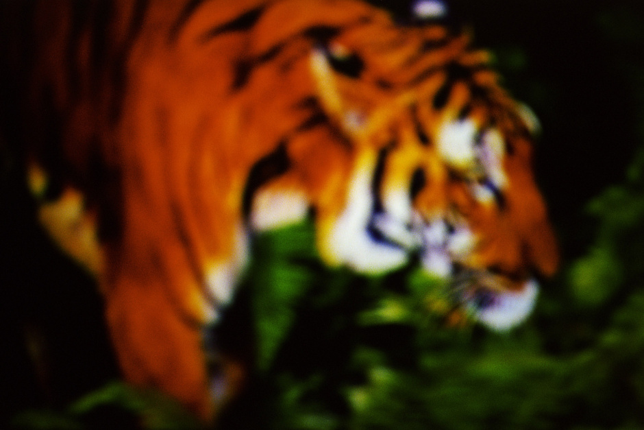 2015From the series "Supernature". 2015Issue de la sÈrie "Supernature". FranÁois Fontaine / Agence VU