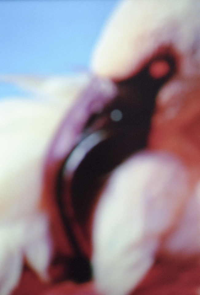 2015From the series "Supernature". 2015Issue de la sÈrie "Supernature". FranÁois Fontaine / Agence VU