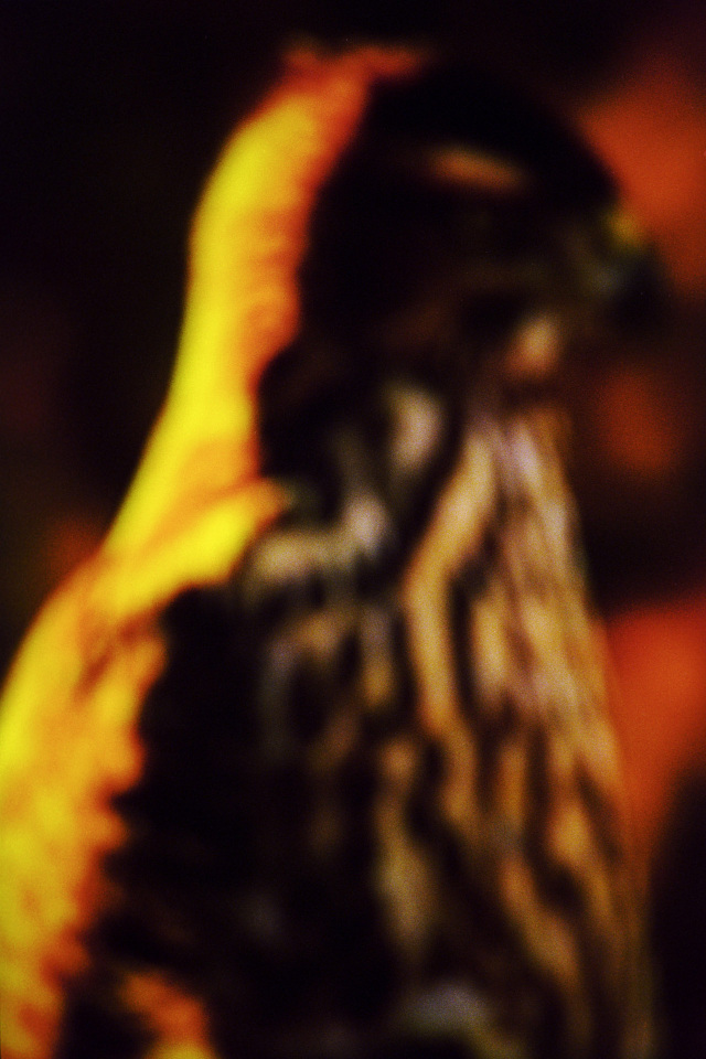 2015From the series "Supernature". 2015Issue de la sÈrie "Supernature". FranÁois Fontaine / Agence VU